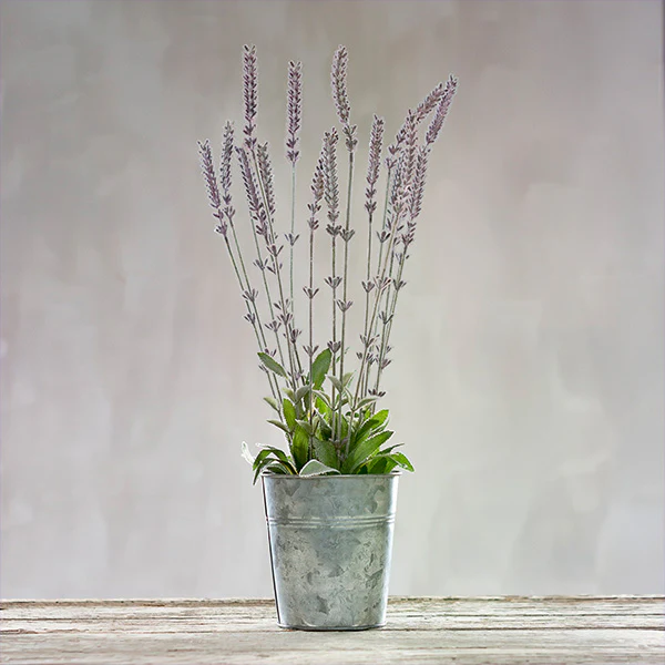 Realistic Tall Lavender Bunch with Galvanized Planter