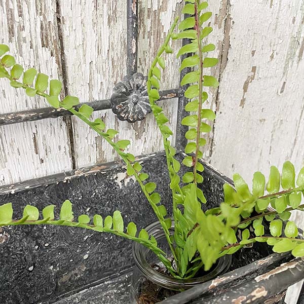 Antique Finish Trellis Wall  Planter