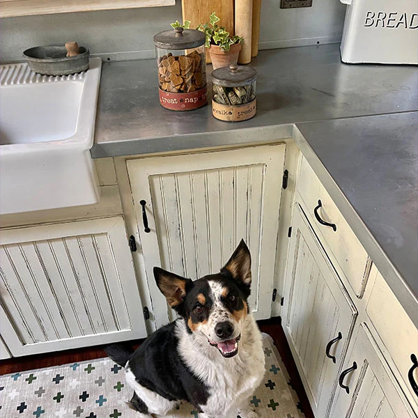 Pawsitive Pet Treat Canisters, Set of 2