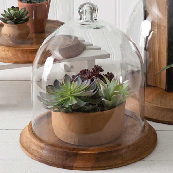 Glass Bell Shaped Cloche with Wood Base