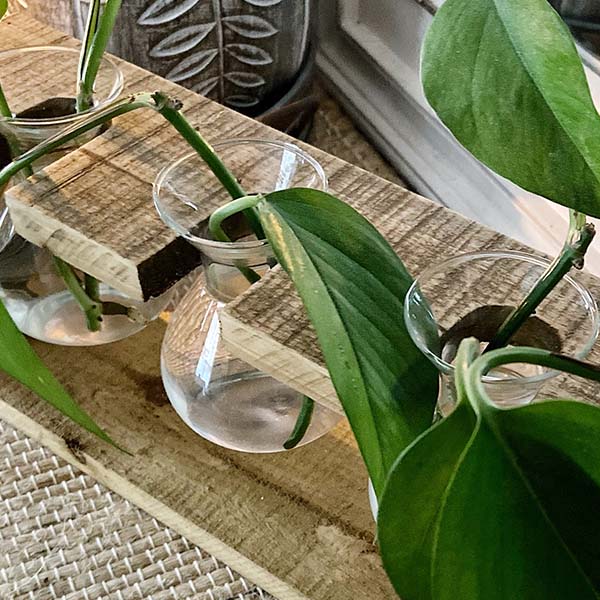 Rustic Wooden Hanging Propagation Station