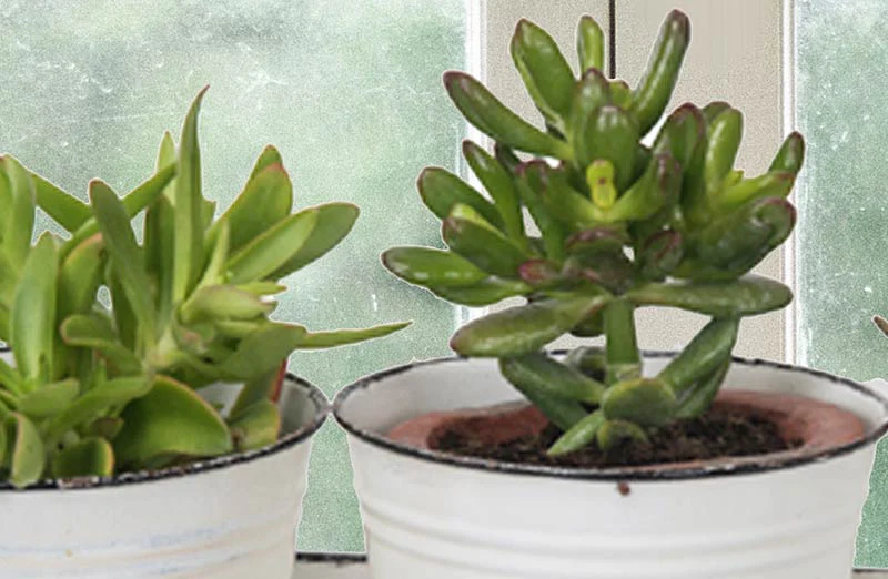 Enamel Planters With Tray  Set of 3