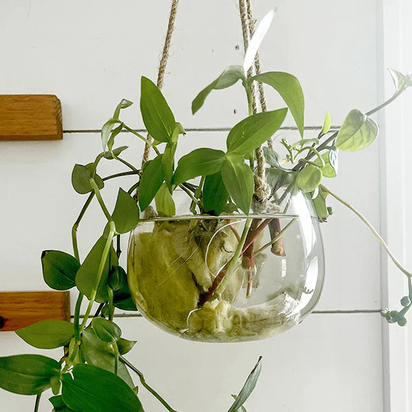 Glass Hanging Planter with Jute Rope
