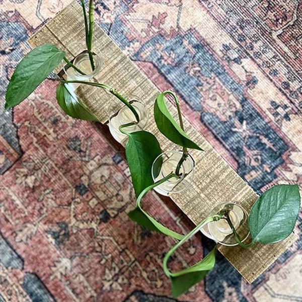 Rustic Wooden Hanging Propagation Station