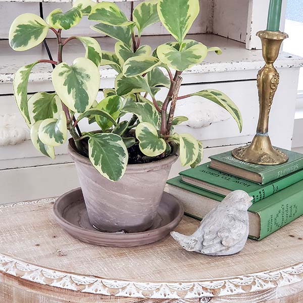 Whitewashed Wooden Half Moon Table with Metal Accents