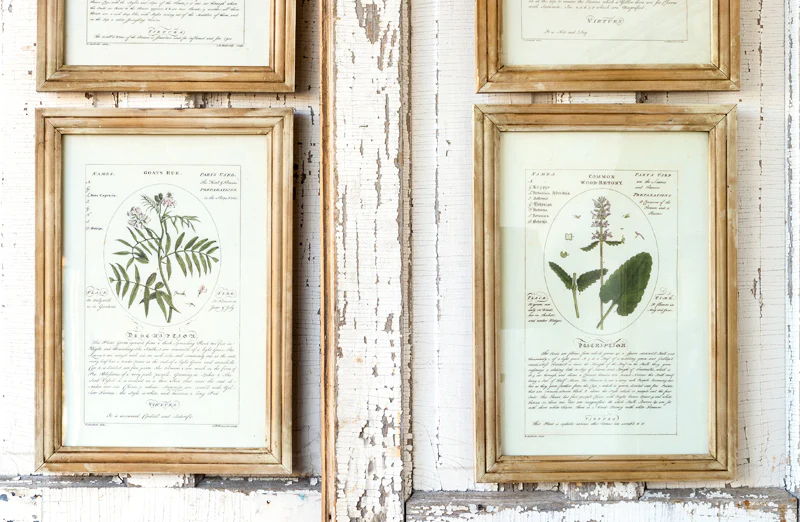 *HUGE* Framed Botanical Art Prints  Set of 4