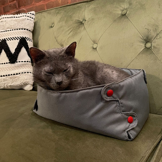 Cat Compression Box