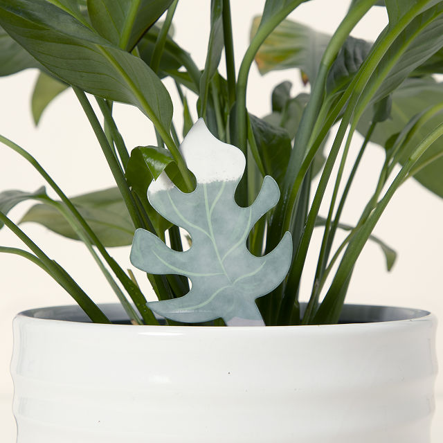 Color-Changing Plant Moisture Indicator Set