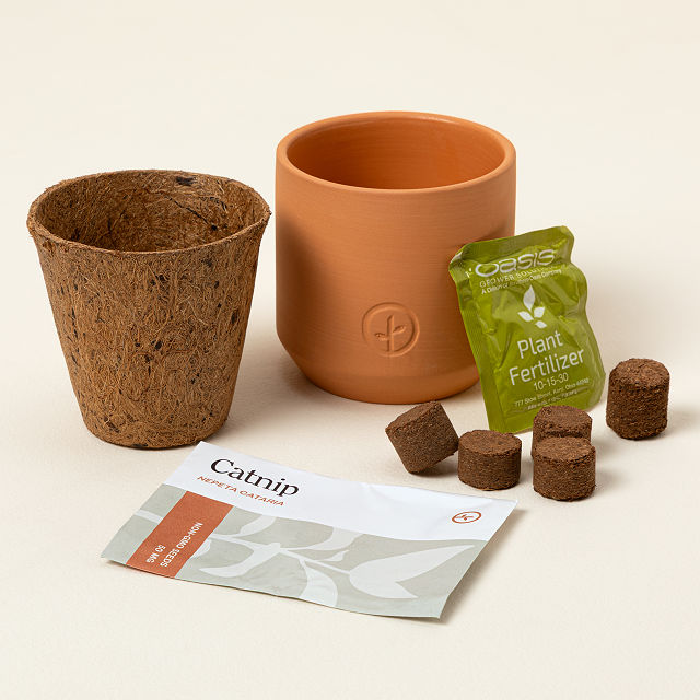 Catnip Terracotta Grow Kit