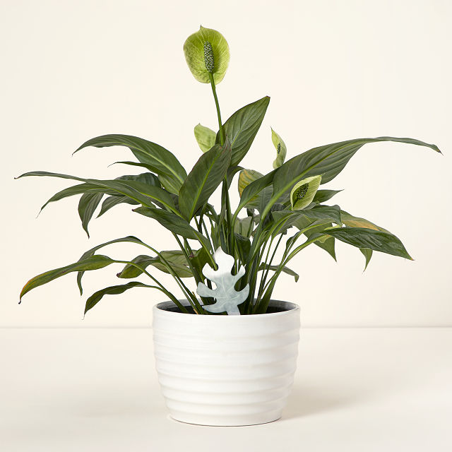 Color-Changing Plant Moisture Indicator Set