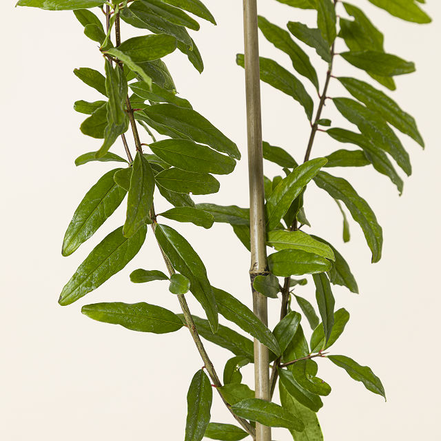 Sweet Pomegranate Fruit Tree