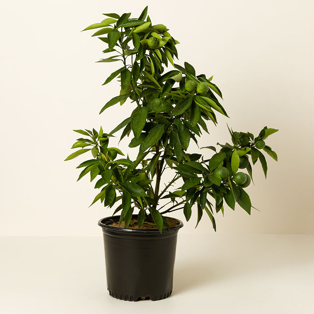 Grow Anywhere Red Lime Tree