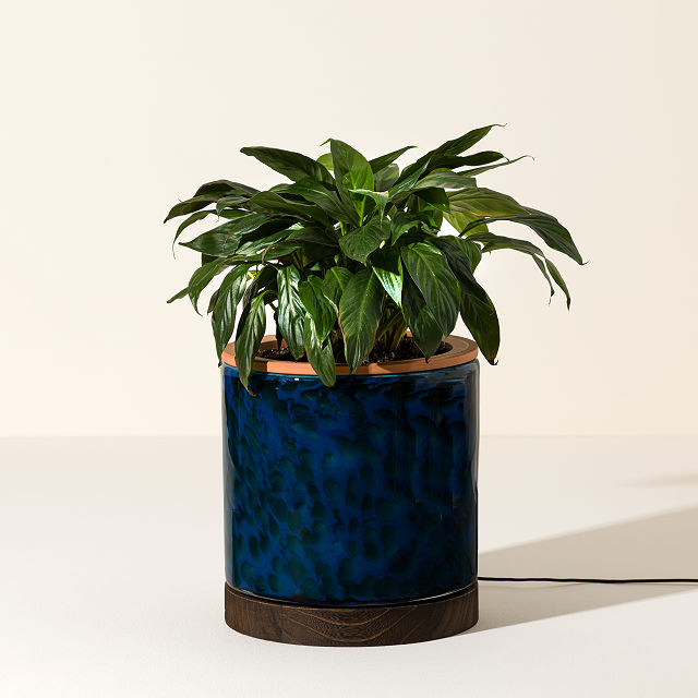 Self-Watering Lamp Planter