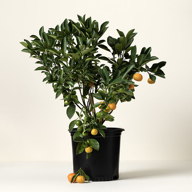 Grow Anywhere Calamondin Tree