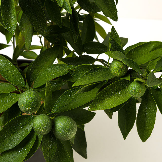 Grow Anywhere Red Lime Tree