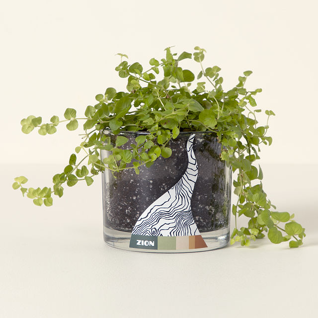 Grow Your Own National Park Botanicals Kit