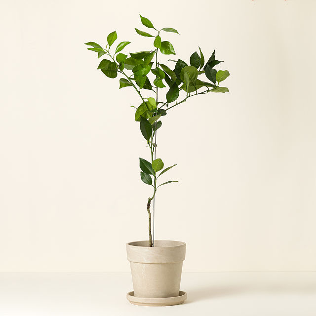 Blood Orange Tree