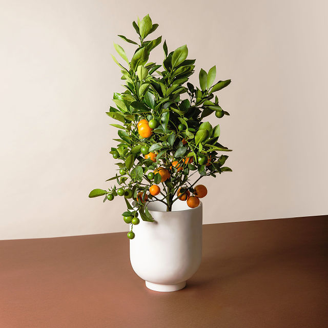 Grow Anywhere Calamondin Tree
