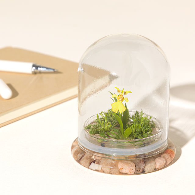 Fairytale Glass Encased Live Orchid