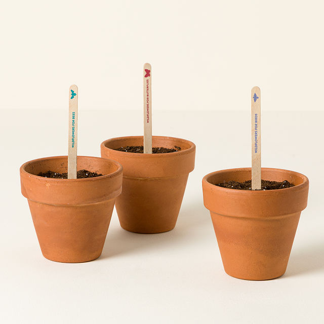Pollinator Seed Pops (Set of 3)