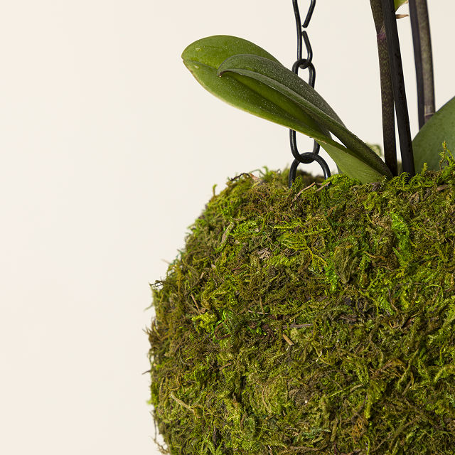 Hanging Orchid in Moss Covered Vase
