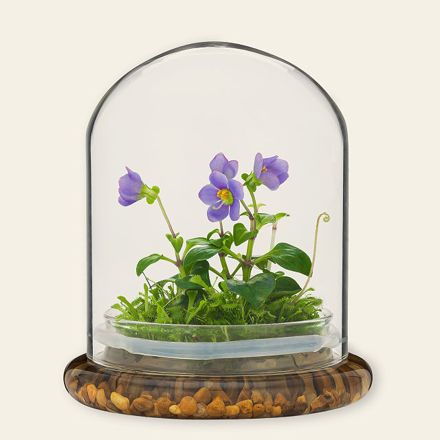 Fairytale Glass Encased Live Persian Violet