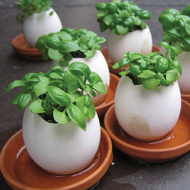 Eggling Crack & Grow Herb Kit