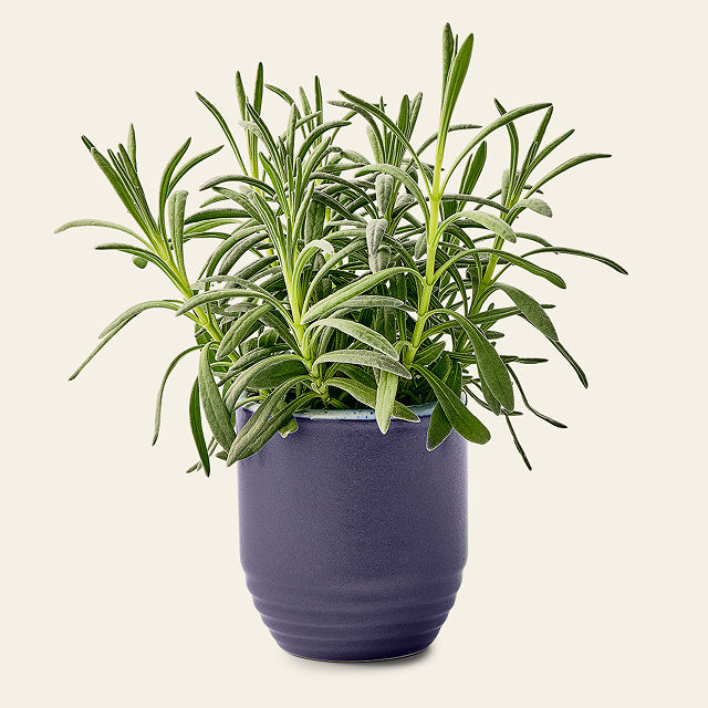 Flame to Flora Seed Kit Candle