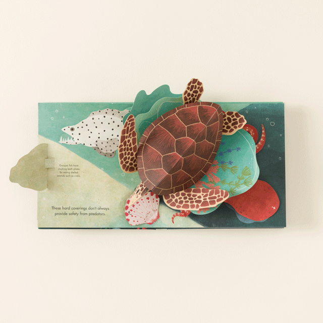 Explore the Four Seasons Pop-Up Books
