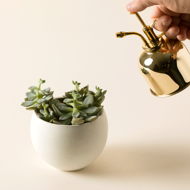 Brass Succulent Mister