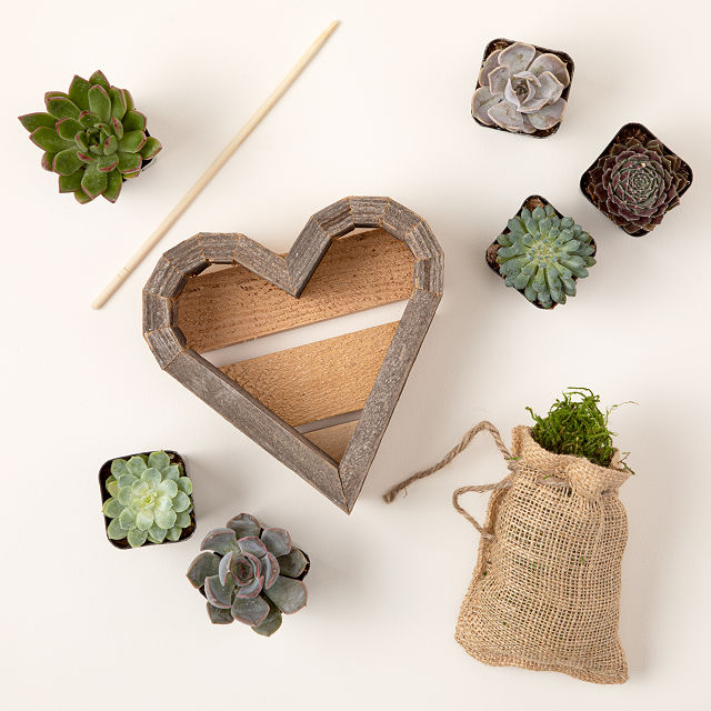 Redwood Succulent Heart Kit