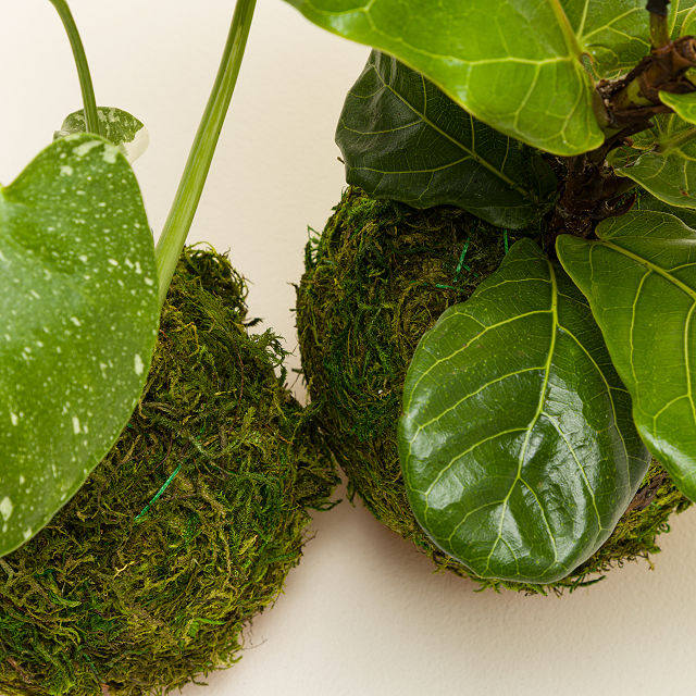 Kokedama Moss Ball Plants