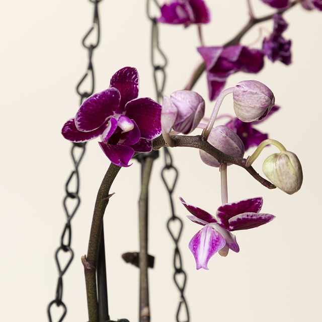 Hanging Orchid in Moss Covered Vase