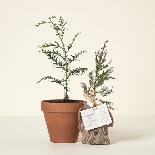 Plant with Love Memorial Tree
