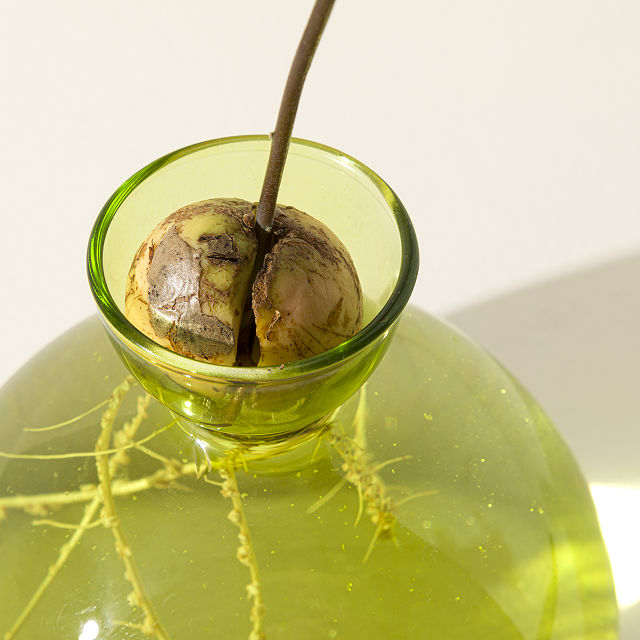 Avocado Vase