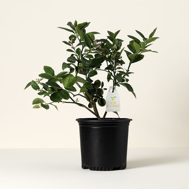 Grow Anywhere Meyer Lemon Tree