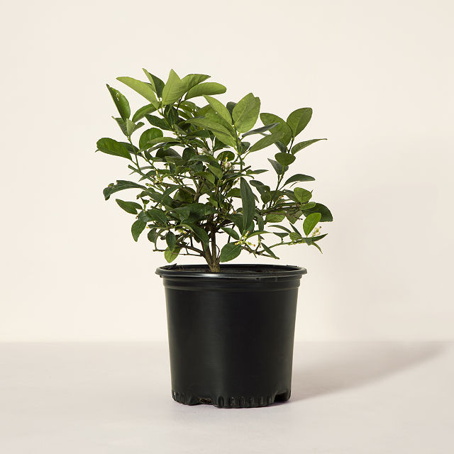 Grow Anywhere Key Lime Tree