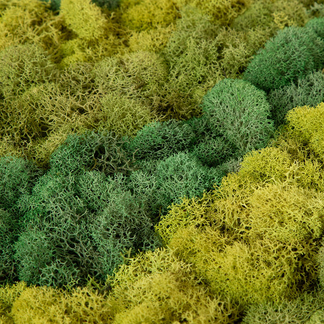Moss Art by Numbers