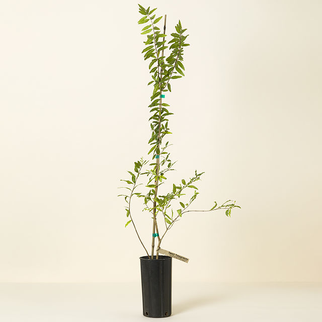 Sweet Pomegranate Fruit Tree