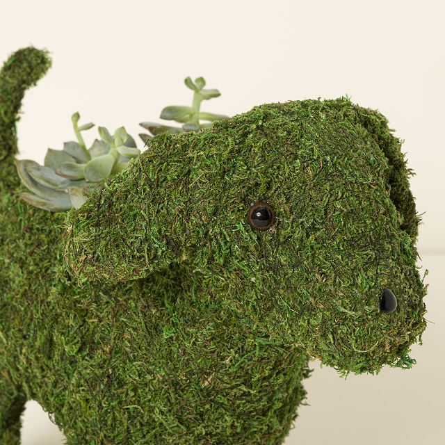 Mossy Paws Live Succulent Planter