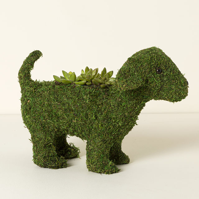 Mossy Paws Live Succulent Planter