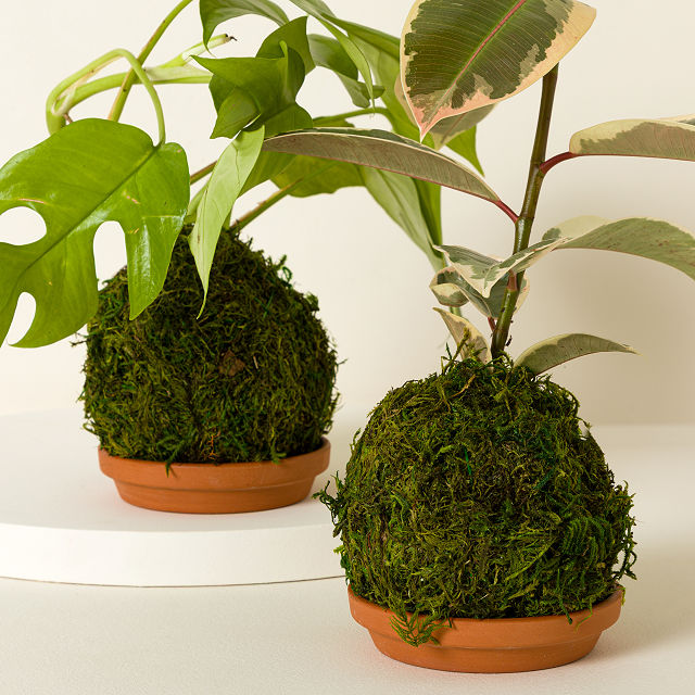 Kokedama Moss Ball Plants