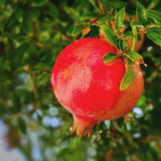 Sweet Pomegranate Fruit Tree