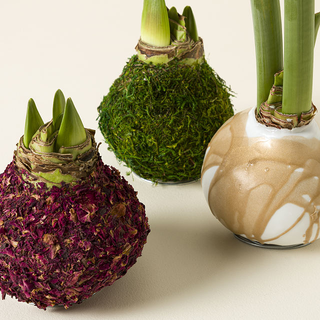 Artisan Waxed Amaryllis Bulb