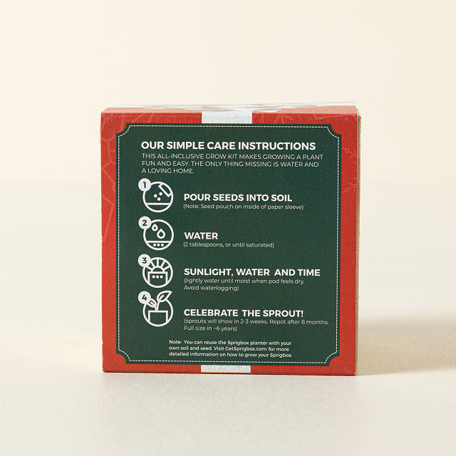 Mini Christmas Tree Grow Kit