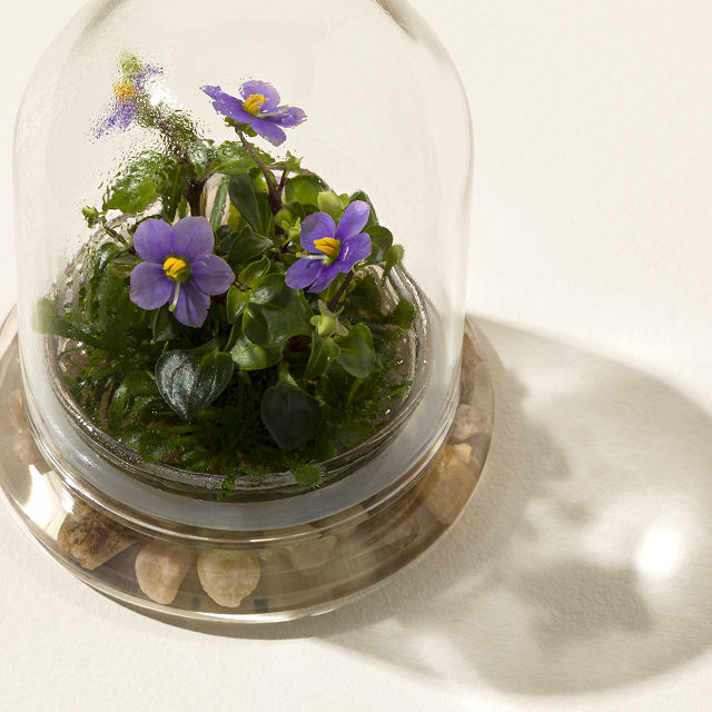 Fairytale Glass Encased Live Persian Violet
