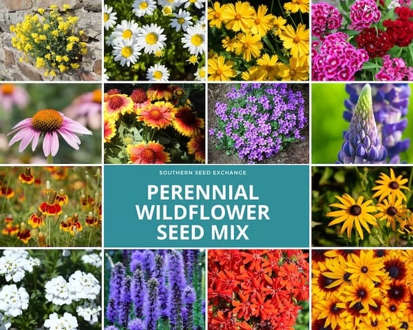 🌿🌸 Wildflower Mix Assortment - Perfect Gift for Holidays & Special Occasions! 🌹🎁