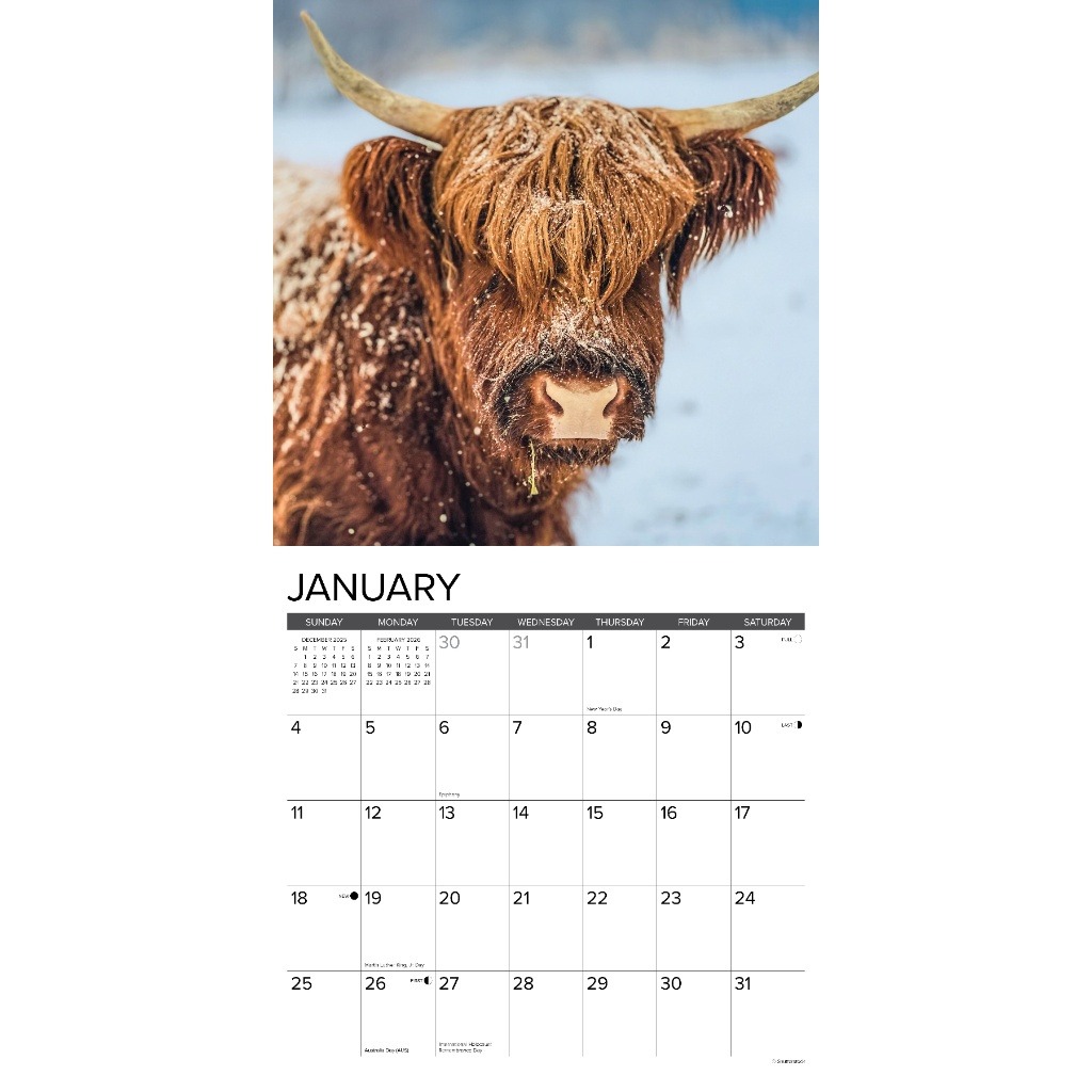 🐮🎁 Highland Cows 2026 Wall Calendar - Perfect Gift for Holidays & Special Occasions