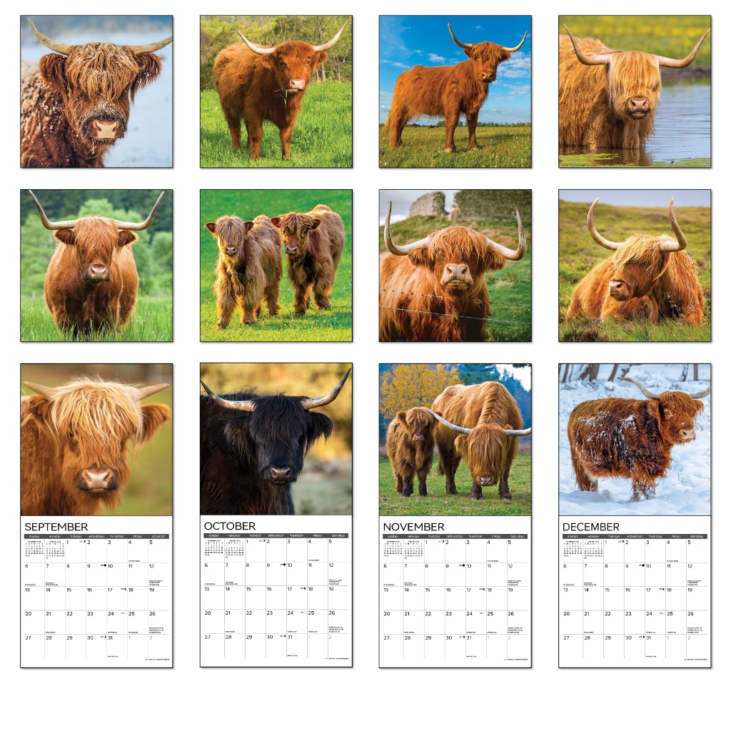 🐮🎁 Highland Cows 2026 Wall Calendar - Perfect Gift for Holidays & Special Occasions