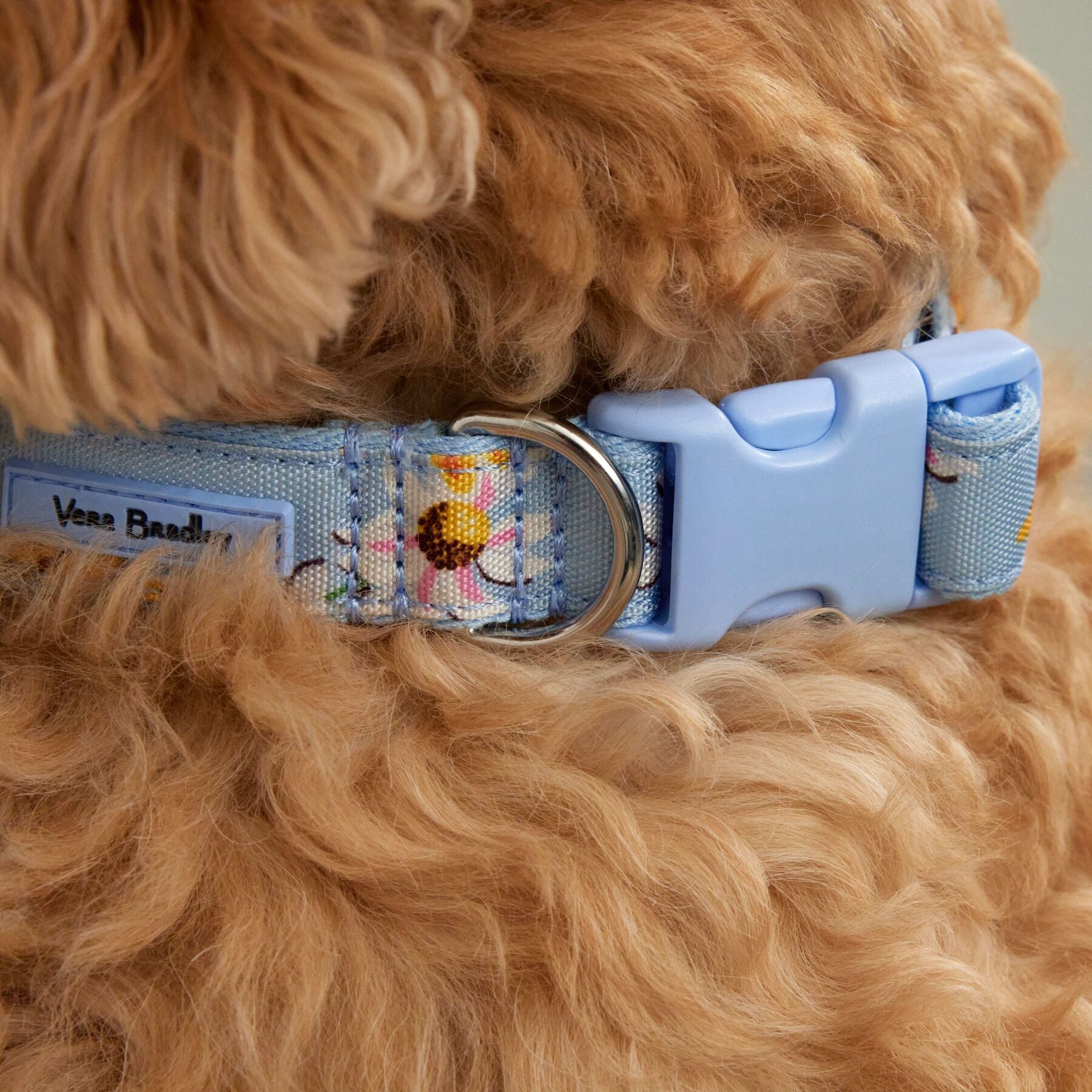 Pet Collar, Large